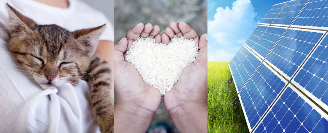 Animal, Environment and Humanitarian Fundraising