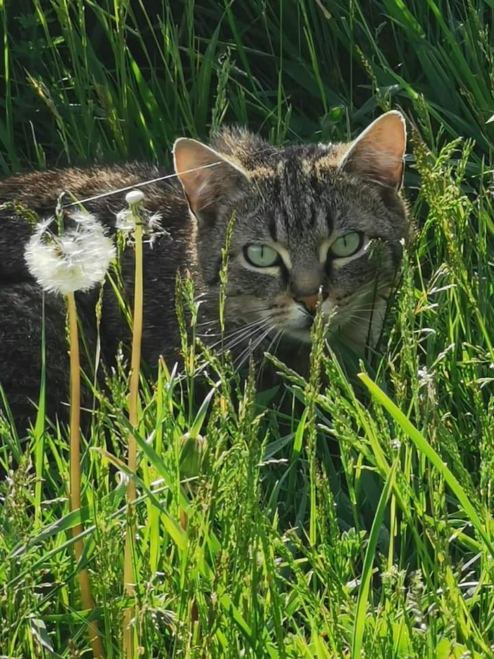 AIDEZ NOUS À CONTRIBUER AU BIEN ÊTRE ANIMAL