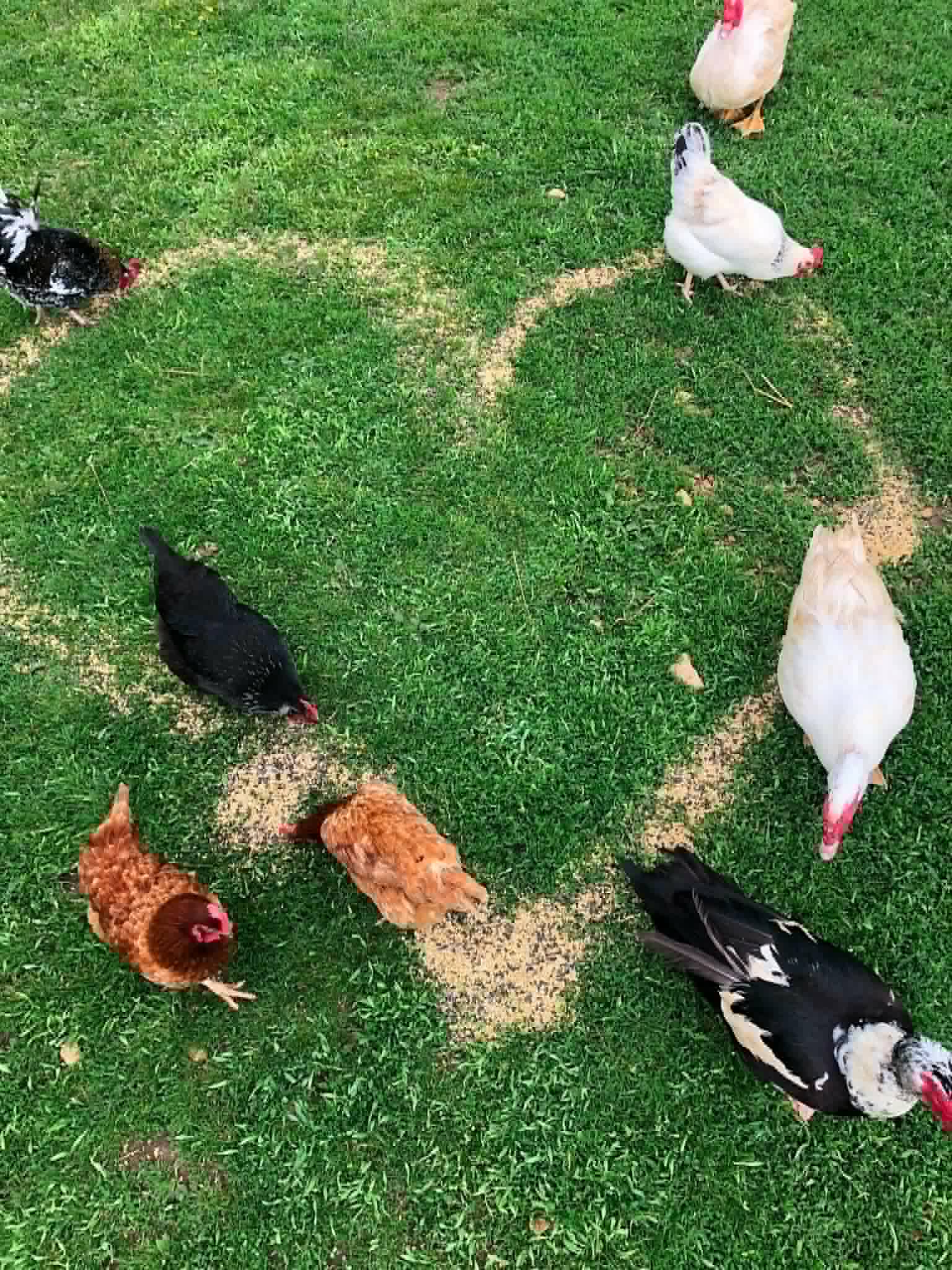 PARTICIPEZ AU QUOTIDIEN DE NOS PETITS RESCAPÉS