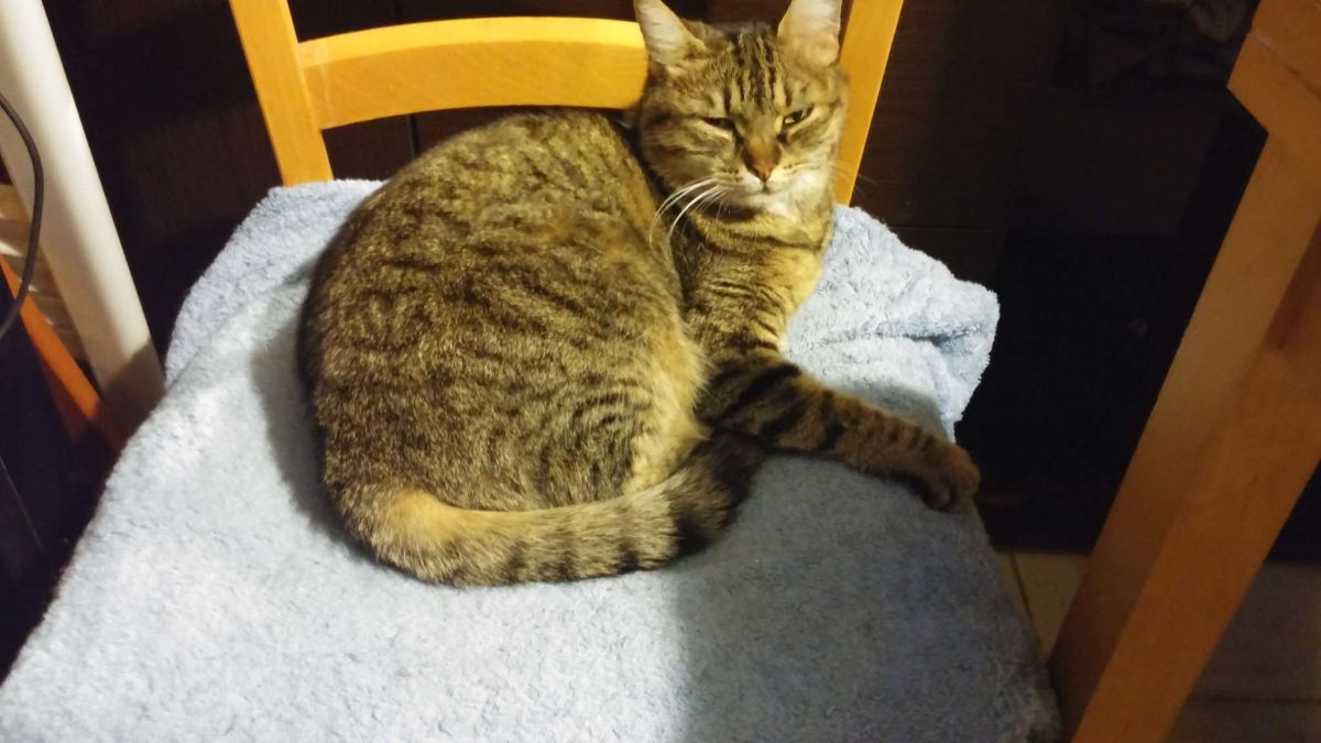 Le deuil animal : cette douleur qu’on nous interdit de vivre