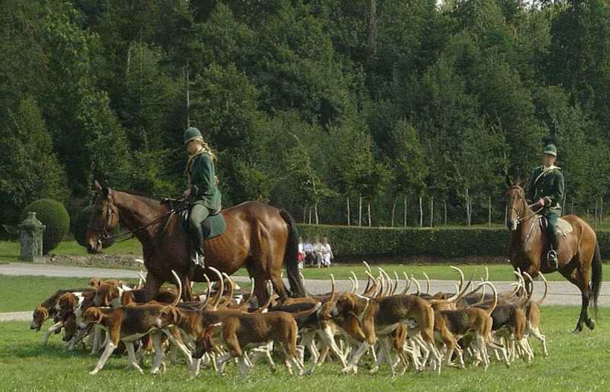 Chasse et chasse à courre : quand la barbarie se cache derrière le mot « régulation »