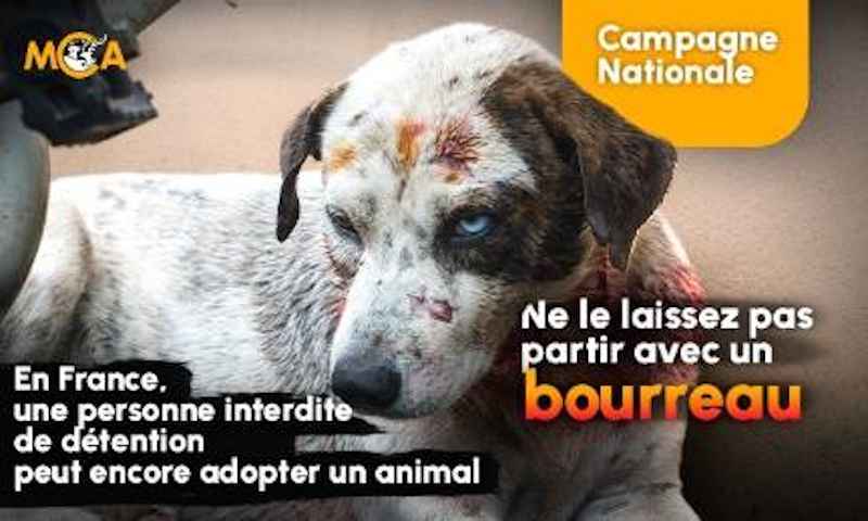 Stop à l’absurdité : exigeons la création d’un fichier des interdits de détention d’animaux pour tous les refuges et professionnels !