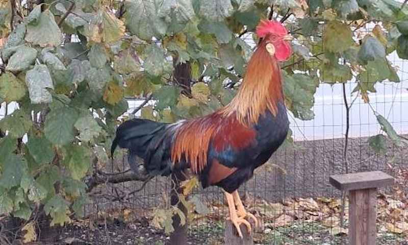 Sauvons Popey ! Non à l’abattage de notre coq face à l’intolérance des voisins